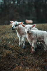 two little lambs © SBPhotography