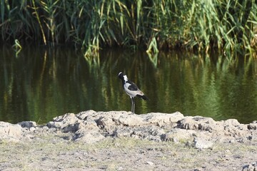 Waffenkiebitz (vanellus coronatus) im Etoscha Nationalpark in Namibia