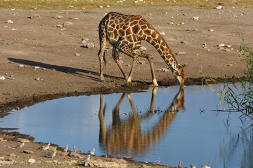 Steppengiraffe (giraffa camelopardalis) trinkt am Wasserloch Chudop im Etoscha Nationalpark
