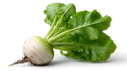 Fresh Radish Harvest: A crisp, clean image of a freshly harvested radish, complete with vibrant green leaves and a textured root, symbolizing the freshness of the natural produce.