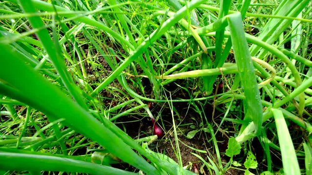 Close up of tiny red onion bulb and moving camera up revealing lot of scallions growing in garden bed. Greens are bend over or fallen after heavy rain.