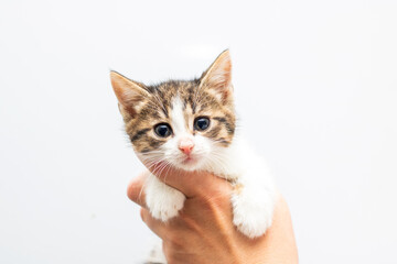 A person holds a small brown and white kitten in their hand