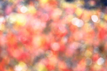 ハナミズキの紅葉のアウトフォーカス