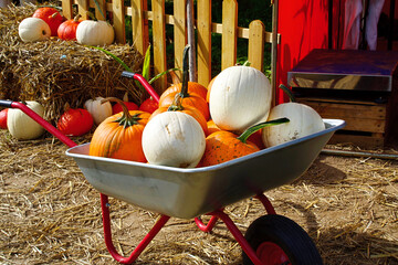 A wheelbarrow filled with pumpkins and squashes of various varieties and colors against a farmyard backdrop