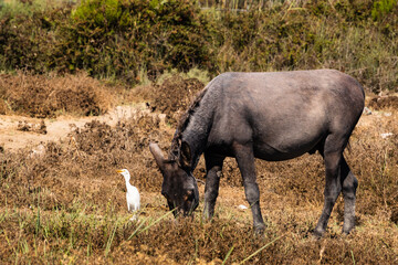 A western cattle egret and a donkey