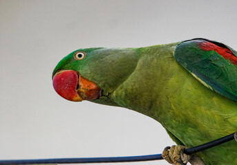 Two parrots perched closely, displaying affection and bonding through gentle gestures. Their vibrant feathers and loving interaction symbolize companionship, trust, and the beauty of togetherness 