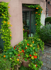 Entrance of a small shop in Copenhagen with climbing plants around the door