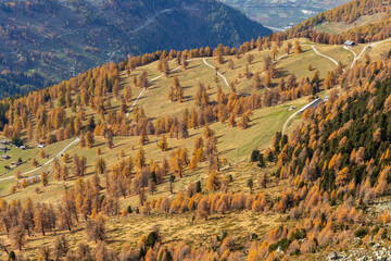Panorama of Orange Autumn Larch tree in swiss valley. Near Balavaux and Nendaz region with the oldest and highest larch trees europe