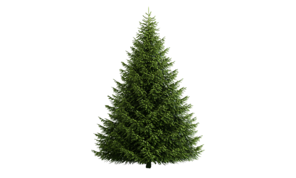 Lush evergreen Christmas tree with dense needle-covered branches and a classic conical shape