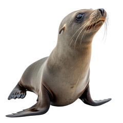 sea lion isolated on white background