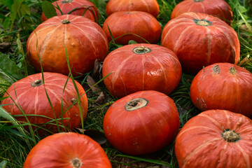 Ripe vivid pumpkins Hokkaido lies in the green grass. Group of orange pumpkins in the garden. Halloween decoration fall design.