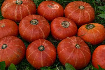 Ripe vivid pumpkins Hokkaido lies in the green grass. Group of orange pumpkins in the garden. Halloween decoration fall design.