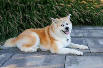 A female Akita dog lies on the paving, looking toward the camera lens with decorative plants in the background.