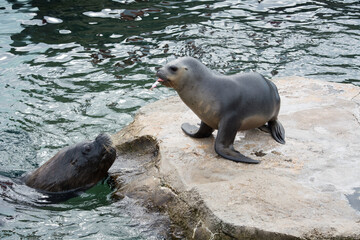 Sea Lion on the Rocks – A Moment of Rest by the Water, 
Seelöwe auf Felsen – Ruhepause am Wasser