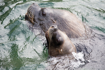 Fototapeta premium Sea Lion on the Rocks – A Moment of Rest by the Water, Seelöwe auf Felsen – Ruhepause am Wasser