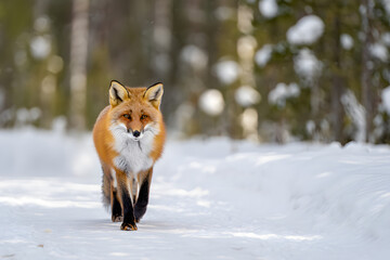 Fototapeta premium Red fox standing in the snowy forest