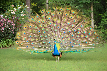 Obraz premium Peacock with colorful feathers display in nature