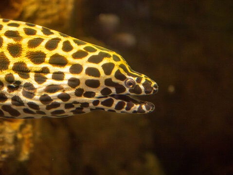 An Eel peaks its head from its home