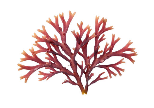 Deep red and purple translucent dulse seaweed with intricate fronds, isolated on a transparent background with soft studio lighting, macro shot. Concept of healthy marine food and botanical purity