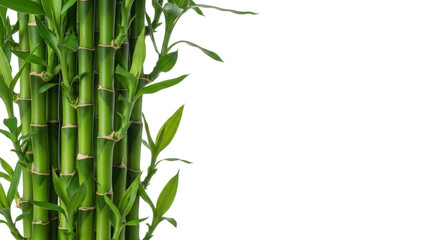 Vibrant, lush green bamboo stalks with tender leaves and nodes, naturally grown in a modern studio with soft lighting, framing a vast white copy space. Concept of natural purity and growth