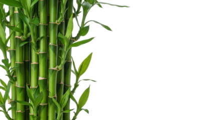 Vibrant, lush green bamboo stalks with tender leaves and nodes, naturally grown in a modern studio with soft lighting, framing a vast white copy space. Concept of natural purity and growth