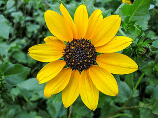 Vibrant yellow sunflower in bloom with dark center and green foliage background