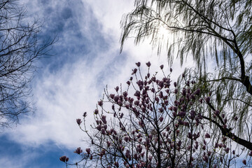 Weeping willow tree fresh green leaves and pink saucer magnolia blossoms against a blue cloudy sky