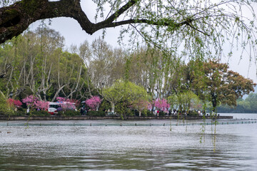 West Lake calm water, Hangzhou, China. Blooming trees and fresh spring branches. .