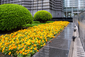 Shanghai, city street flowers. China. Bright yellow pansies flower bed blooming in front of a modern office building