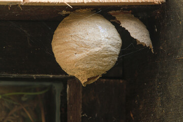 Close-up of a primary nest of a European hornet