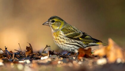 A small, colorful finch perches on the ground, surrounded by fallen leaves and seeds, bathed in soft, golden light.