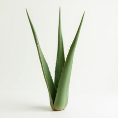 aloe vera plant