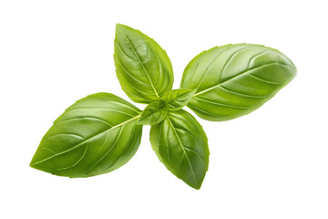 Vibrant green basil sprig, freshly picked and isolated on a clean white background, showcasing its aromatic leaves ready for culinary use, a symbol of fresh flavor