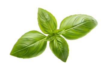 Vibrant green basil sprig, freshly picked and isolated on a clean white background, showcasing its aromatic leaves ready for culinary use, a symbol of fresh flavor