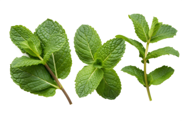 Vibrant green mint sprigs, freshly harvested and isolated on white. Aromatic leaves perfect for culinary uses, refreshing drinks, and natural healthy applications