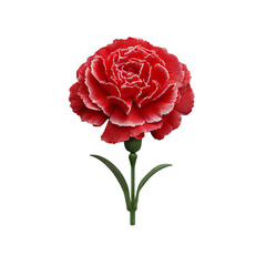A single, vibrant red carnation flower with delicate, ruffled petals and a green stem, isolated on a clean transparent background, showcasing its intricate natural beauty and classic floral form