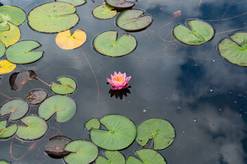 Escena acuática en un estanque natural con nenúfares y hojas flotantes.