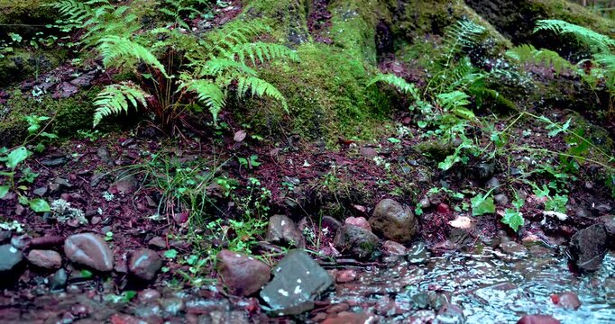 Nordic Forest Stream — Ferns, Moss & Rain