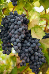 Bunches of ripe grapes for wine production in vineyards. There are large clusters of dark grapes hanging in the garden. Natural background.