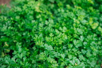 Obraz premium Green parsley leaves close-up. Natural background and texture.