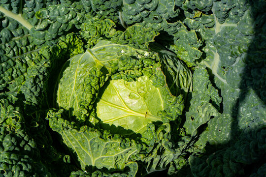 Col rizada en crecimiento en huerto org&aacute;nico