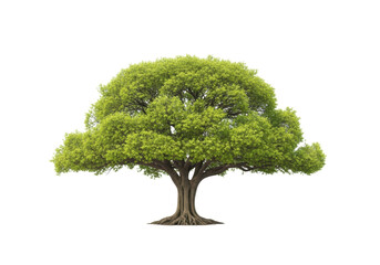 Mature tree with vibrant green canopy, gnarled trunk, exposed roots, isolated on transparent background, ample copy space, soft light, Concept of serene natural vitality