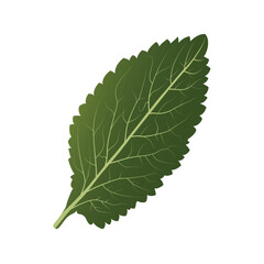 A large size mustard leaf illustration