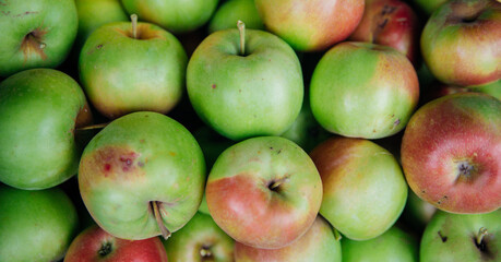 Ripe green apples, harvested in autumn. An orchard.