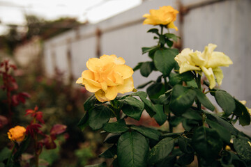 A yellow rose on a bush in a summer garden. Juicy bright greenery, blurred background. The beauty of nature. A blooming flower.