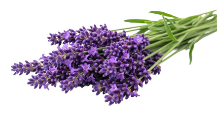 Multiple vibrant deep purple lavender stalks, ultra-fluffy florets, green leaves, arranged horizontally on white studio background with copy space, concept of natural purity and calm