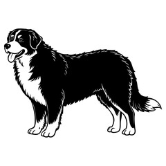 Black and white illustration of a border collie standing