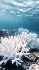 Sunlight Beams on photo White Bleached Coral Reef Underwater white coral ocean