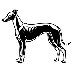 Elegant black and white illustration of a greyhound dog standing