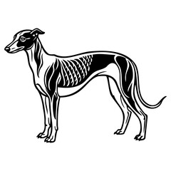 Detailed anatomical illustration of a dog skeleton structure